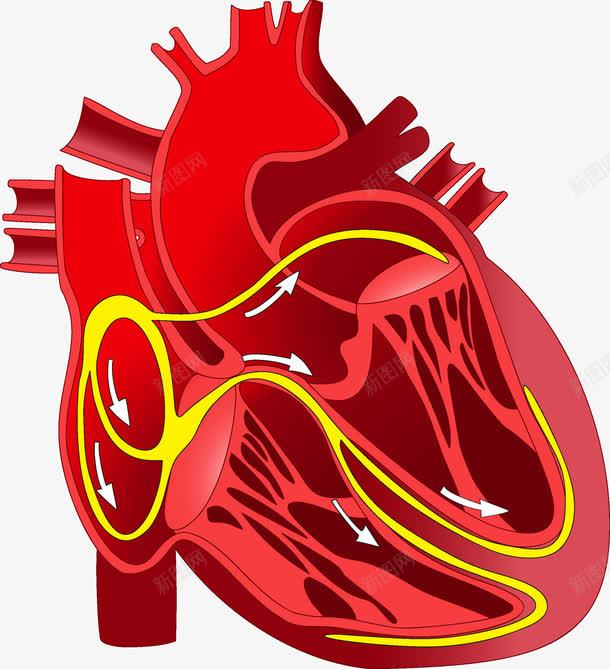心脏png免抠素材_新图网 https://ixintu.com 人体 人体内脏器官 内脏 内脏图 器官 心脏