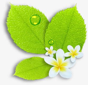 摄影绿色树叶白色花朵png免抠素材_新图网 https://ixintu.com 摄影 树叶 白色 绿色 花朵