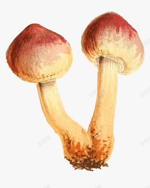 黄色香菇png免抠素材_新图网 https://ixintu.com 手绘蘑菇 绘画 蘑菇 香菇 黄色