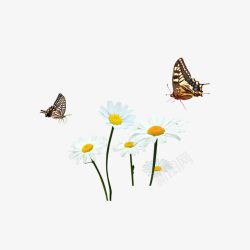 飞来飞去手绘花和飞旋的蝴蝶高清图片
