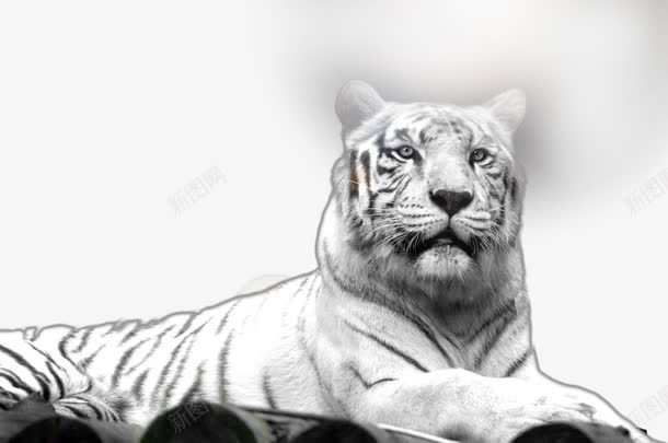 凶猛的白虎png免抠素材_新图网 https://ixintu.com 凶猛的白虎 动物 动物世界 动物摄影 可爱白虎 四圣兽 白虎 老虎 野生动物