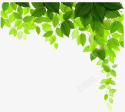 透明绿色下垂树叶素材