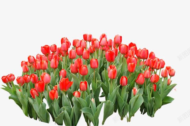 红色郁金香花朵郊外png免抠素材_新图网 https://ixintu.com 红色 花朵 郁金香 郊外