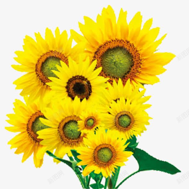 一束向日葵png免抠素材_新图网 https://ixintu.com 一把向日葵 一片向日葵 向日葵 向阳花 朵朵花开 花黄蕊绿 金色
