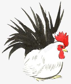 黑尾巴母鸡白色公鸡高清图片
