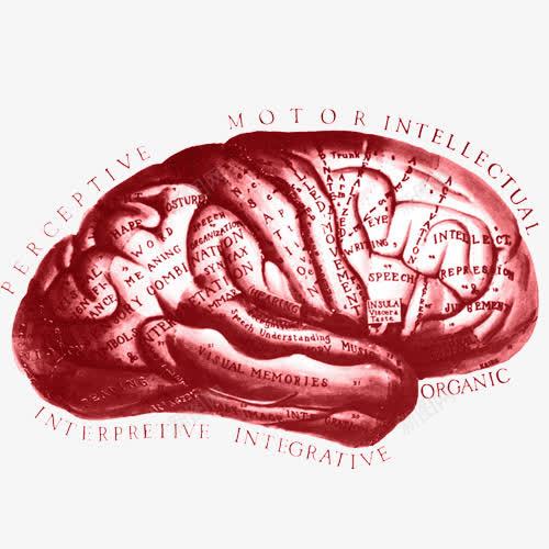 平面大脑艺术图png免抠素材_新图网 https://ixintu.com 人脑 医疗 大脑侧面图 大脑艺术 平面大脑构造 智慧 科学 脑部