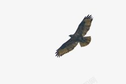 鹰隼空中自由的老鹰高清图片