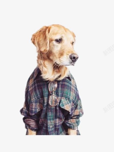 穿衬衫的狗png免抠素材_新图网 https://ixintu.com 动物图片 动物素材 时尚狗狗 狗狗