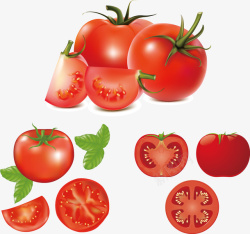 新鲜西红柿矢量图素材