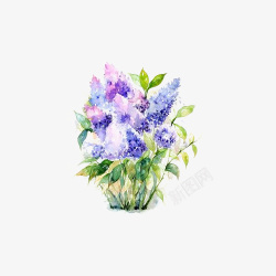 紫丁香花丛手绘水彩紫丁香唯美装饰高清图片