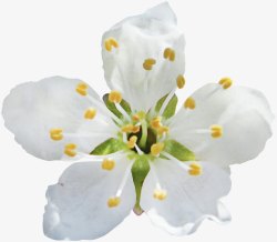 白色的鲜花素材