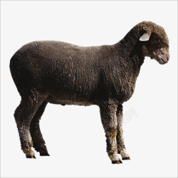 黑羊羊高清图片