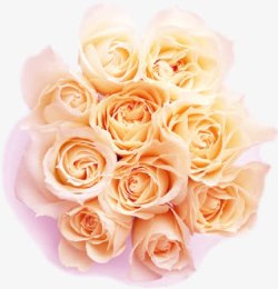 黄色玫瑰花卉七夕素材