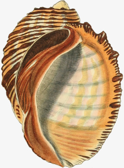 橙色螺壳多样的手绘海螺壳10高清图片