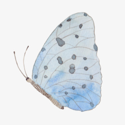 卡通手绘蓝色的蝴蝶素材