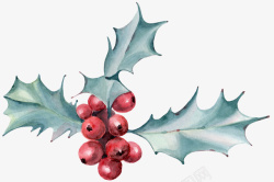 手绘圣诞装饰小红果冬青果素材