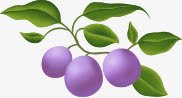 手绘紫色果实植物素材