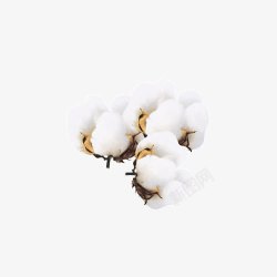 棉花果实白色棉花团高清图片
