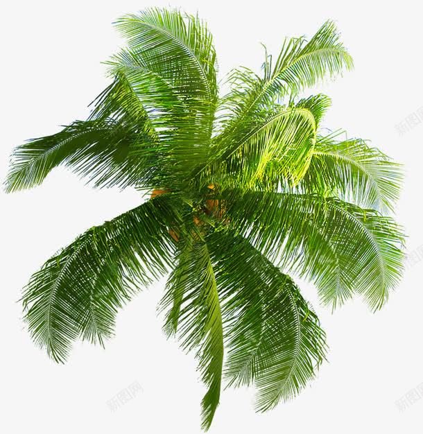 一棵向阳椰子树png免抠素材_新图网 https://ixintu.com 一棵 向阳 椰子树