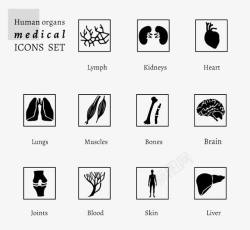 人体器官图标图标