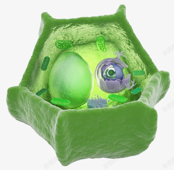 绿色医学生物细胞png免抠素材_新图网 https://ixintu.com 健康 医学细胞 生物 研究 科研 简约 细胞