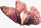 摄影红色的花蝴蝶素材