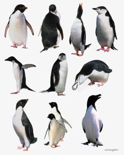 一群企鹅素材