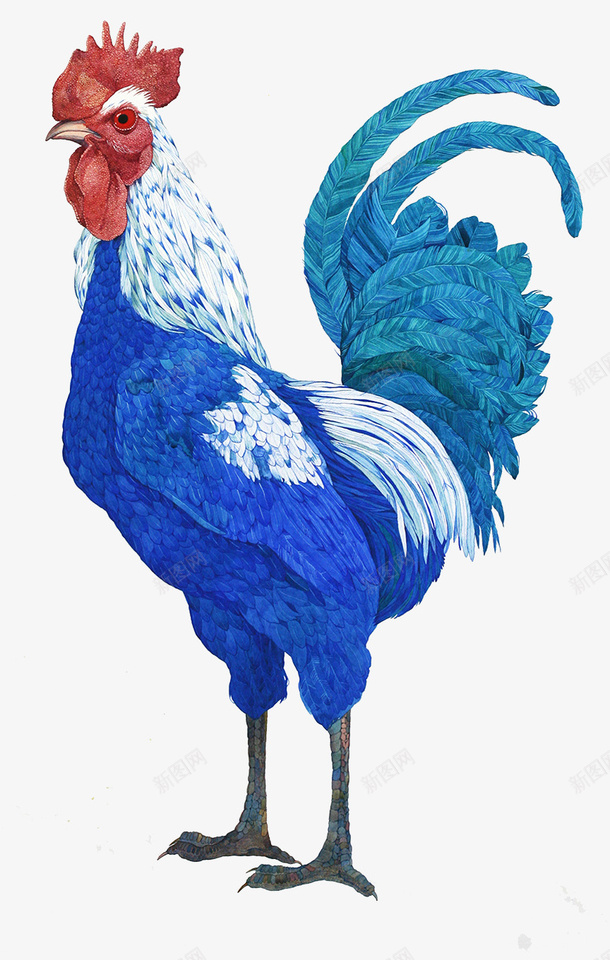 手绘精美公鸡图案png免抠素材_新图网 https://ixintu.com 公鸡图案 手绘动物 精美图案