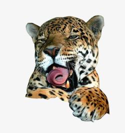 勐兽可爱化卷舌头豹子高清图片