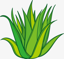 卡通罗勒属植物绿色立体龙舌兰矢量图高清图片