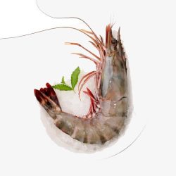 厄瓜多尔白虾厄瓜多尔白虾高清图片