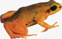 毒蛙黄色的青蛙高清图片