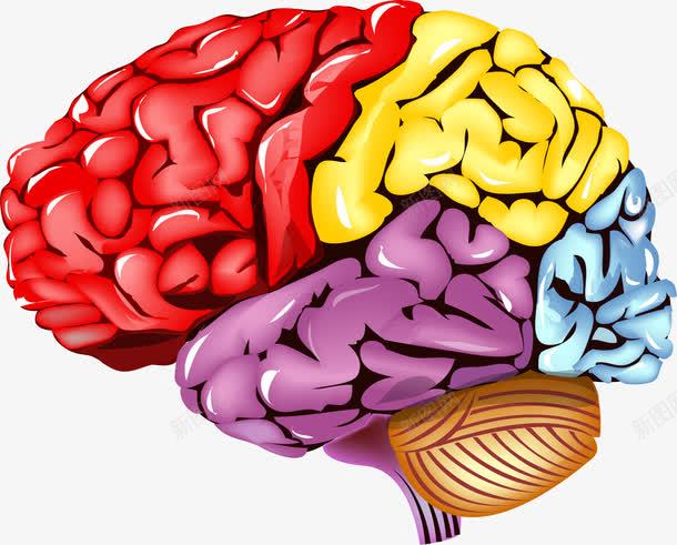 手绘彩色大脑png免抠素材_新图网 https://ixintu.com 分区 大脑 头脑 彩色 手绘