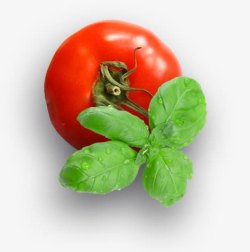 西红柿绿色叶子素材