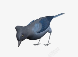 鸟叼东西低头吃食的鸟高清图片