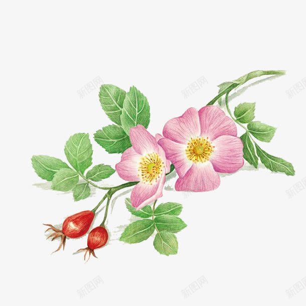 一株带果实和花朵的植物png免抠素材_新图网 https://ixintu.com 植物 粉色花 红色果实 绿叶