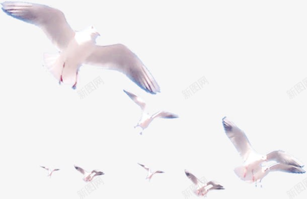 一群白色鸽子飞舞png免抠素材_新图网 https://ixintu.com 白色 飞舞 鸽子
