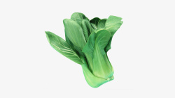 绿色蔬菜油菜上海青素材