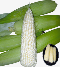 优质玉米优质白色大玉米穗高清图片