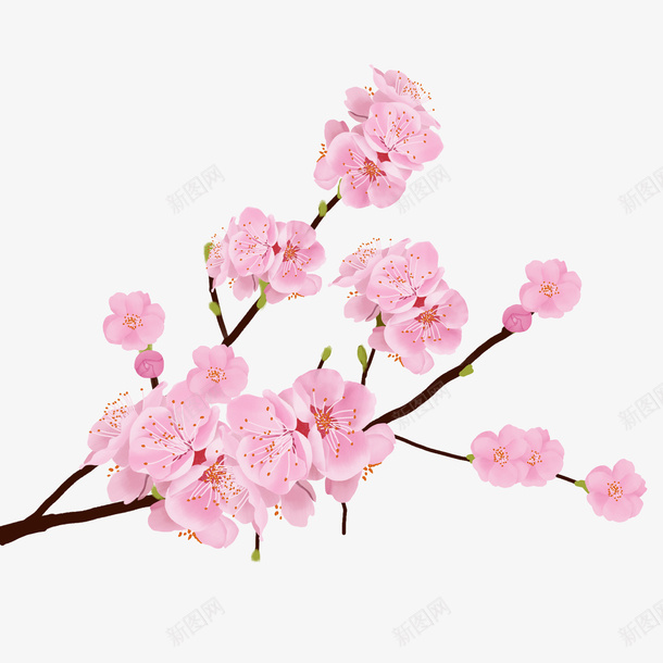 唯美粉色樱花树枝png免抠素材_新图网 https://ixintu.com 一枝樱花 树枝 樱花 花儿 花朵