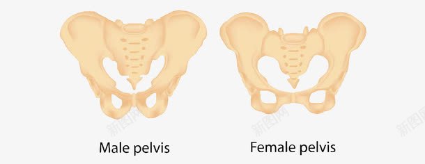 男女骨盆图标png_新图网 https://ixintu.com 关节 医学 尾骨 骨 骨头 骨盆 髋骨