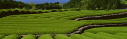 种茶种茶基地高清图片