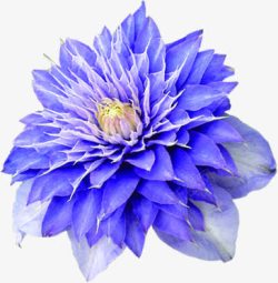 紫色炫彩花朵装饰素材
