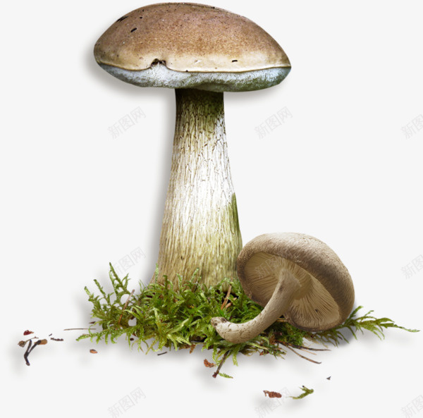 网页蘑菇png免抠素材_新图网 https://ixintu.com 网页游戏蘑菇素材 蘑菇 蘑菇图案
