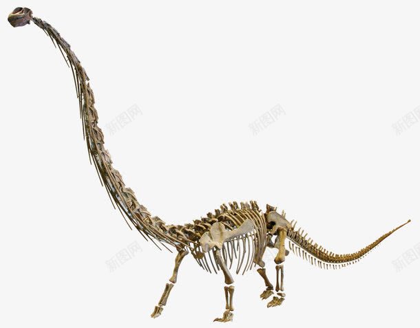 侏罗纪恐龙png免抠素材_新图网 https://ixintu.com 侏罗纪 恐龙 骨头 骨架