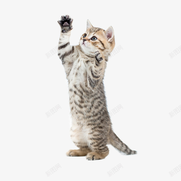 可爱的站立猫咪png免抠素材_新图网 https://ixintu.com ppt猫 喵星人 猫咪 猫尾 站立的猫 顽皮的猫