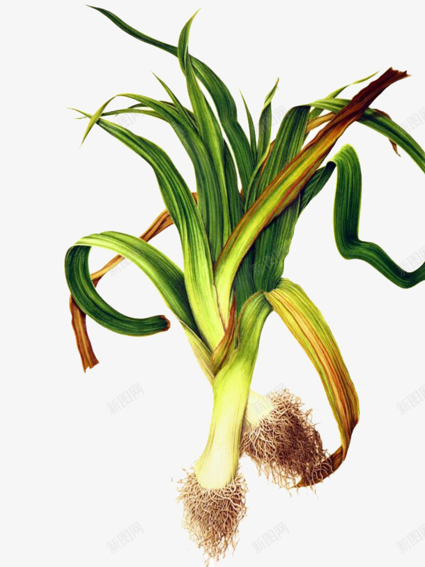 水彩蔬菜png免抠素材_新图网 https://ixintu.com 一捆 卡通 大葱 手绘 水彩 绿色 蔬菜 装饰 黄色