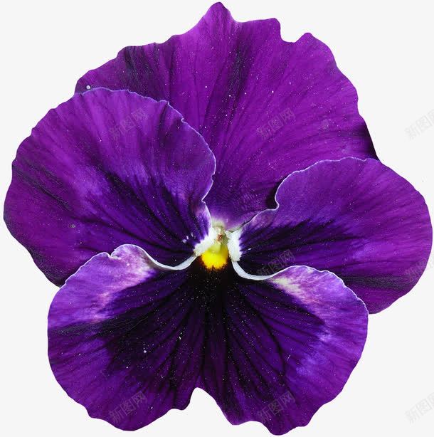 紫色蝴蝶兰png免抠素材_新图网 https://ixintu.com 植物 紫色花 花 花朵 蝴蝶兰
