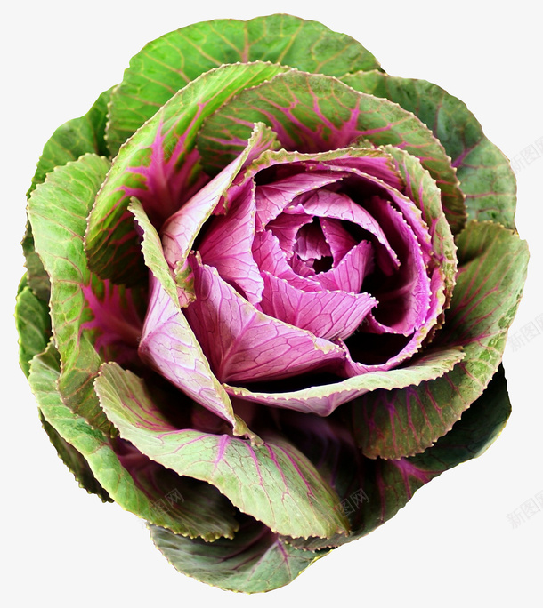 卷菜实物简图png免抠素材_新图网 https://ixintu.com 卷菜 叶子 实物 紫色的 绿色的 美丽的 菜心 蔬菜