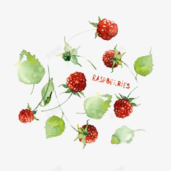 卡通树莓野果png免抠素材_新图网 https://ixintu.com 树莓 水果 野外 野果